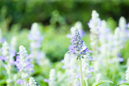 Purple flowers in the garden, Select the focus and blur.の写真素材