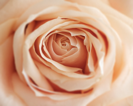 Orange rose close-up can use as wedding and valentine background concept. Soft blur focus. In sepia vintage pastel tonedの写真素材