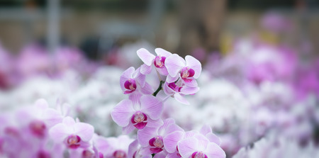 Beautiful orchid flower with natural background, Select the focus and blur.の写真素材
