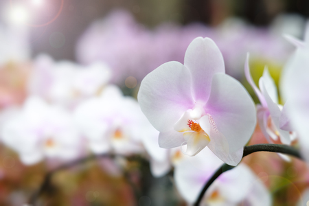 Beautiful orchid flower with natural background, Select the focus and blur, Make Lens Flare.の写真素材