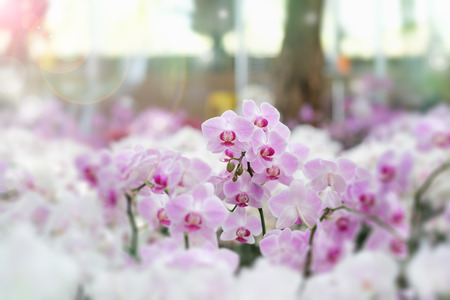 Beautiful orchid flower in Morning sun with natural background, Select the focus and blur, Make Lens Flare.の写真素材