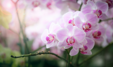 Beautiful orchid flower in Morning sun with natural background, Select the focus and blur, Make Lens Flare.の写真素材