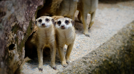 Meerkat looking ahead in the rocky hollow, on a comfortable day.の写真素材
