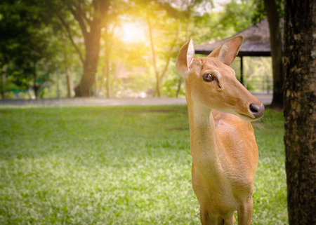 Antelope is standing in a green garden, with Lens Flare.の写真素材