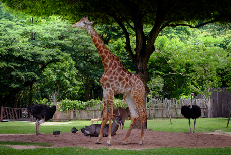 Giraffe, antelope and ostrich standing in the green garden.の写真素材