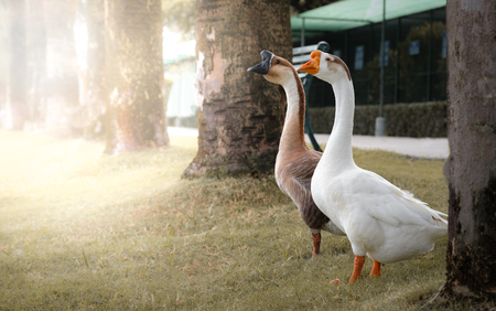Two geese are standing and gazing forward intently.の写真素材