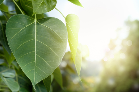 Green leaf Pho leaf in the garden with copy space to write.の写真素材