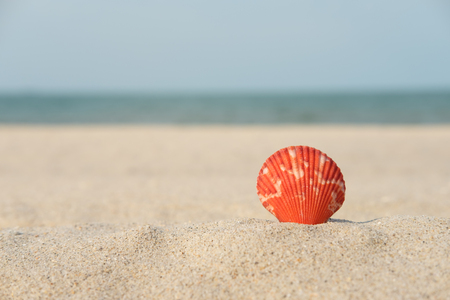 Orange shell on the sand with the turquoise sea background.の写真素材
