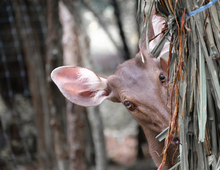 Deer dodging face with grass bush.の写真素材