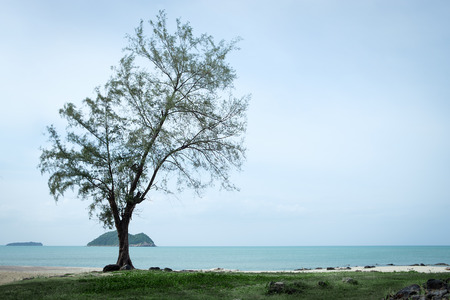 Tree by the sea background with copy space to writeの写真素材