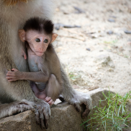 Baby monkey is sitting in the embrace  of mother on the cement floor.