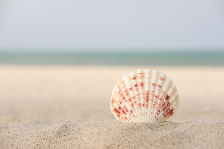 Shell on the sand with the turquoise sea background.の写真素材