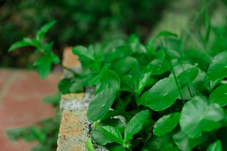 Leaves circular shape in pots along the path.の写真素材