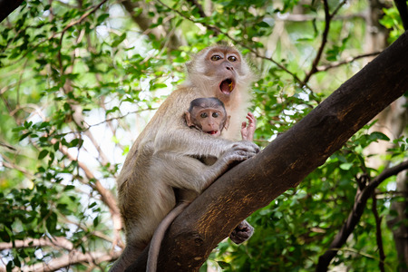 Monkey sitting on a tree happily in the tropical jungle of Thailand.