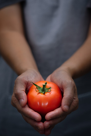 Farmer hands have ripe red tomatoes. Choose focus point. Good health concept.の写真素材