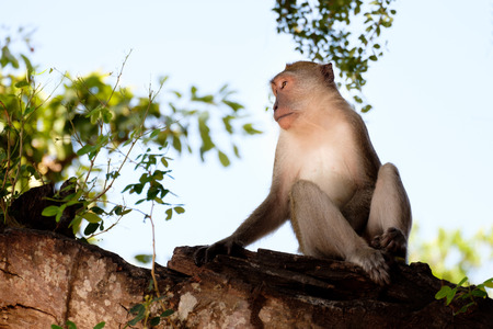 Monkey sitting on a tree happily in the tropical jungle of Thailand.