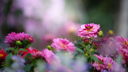 Beautiful pink Dahlia flower in the green garden for wedding, invitation, Valentine and Mother's Day.の写真素材