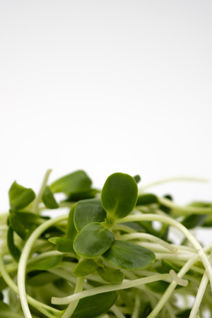 Green sunflower sprouts isolated on white background Food for health.の写真素材