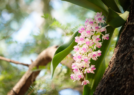 Changkra Rhynchostylist gigantea inflorescence Orchids, Flower in Thailand.の写真素材
