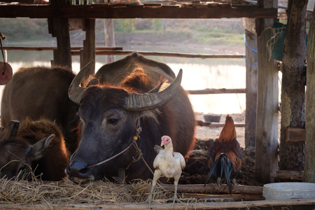 Thai buffalo in the field, Buffalo farming for rice planting, Thai Farmers' Lifestyle.の写真素材