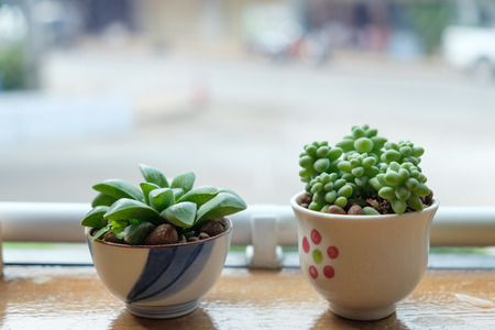 Two small plant in white vase by the window in a coffee shop with copy space.の写真素材