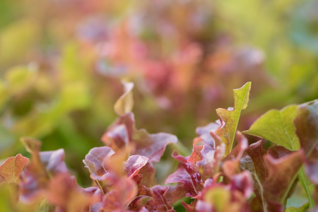 Organic natural lettuce red fresh salad for background.