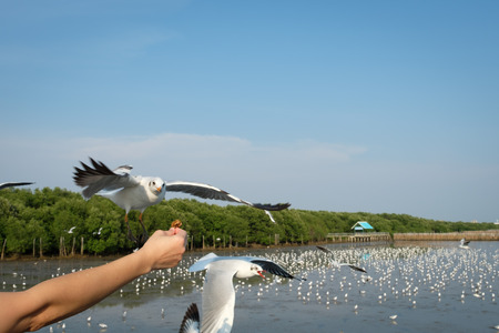 The hand of a woman who feeds the seagulls to eat at The Bang Pu Recreation Center in Samutprakarn, Thailand.の写真素材