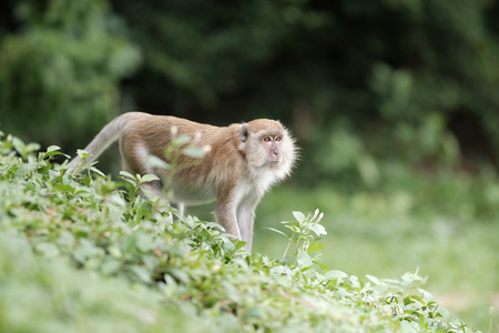 A cute monkey lives in a natural forest of Thailand.の写真素材