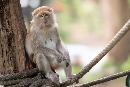 A cute monkey lives in a natural forest of Thailand.