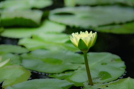 Lotus flowers or waterlily in natural pondsの写真素材