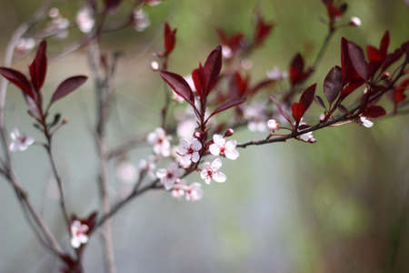 passion flowerの写真素材