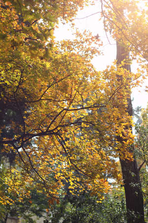 The autumn leaves