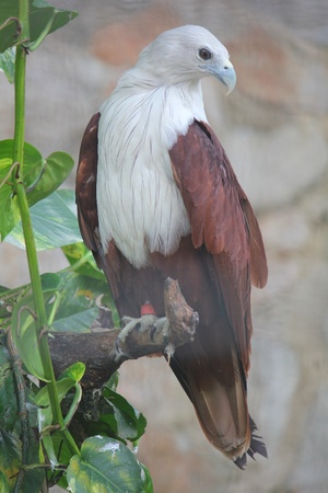 Eagleの写真素材