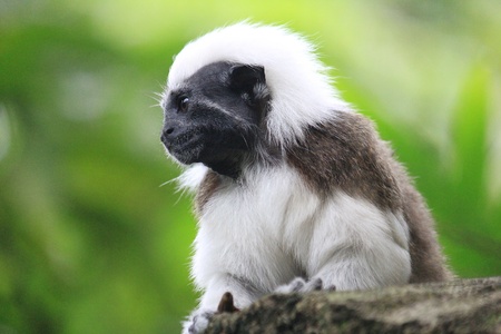 Tamarin Monkeyの写真素材