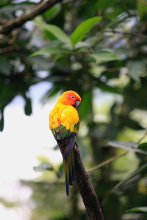Yellow Parrotの写真素材