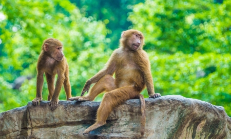 Monkeysの写真素材