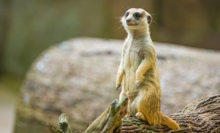 Meerkatの写真素材