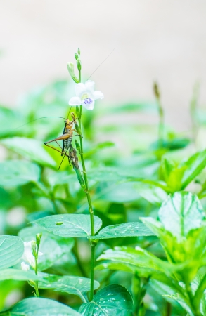 grasshopperの写真素材