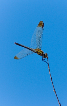 dragon fly with blue skyの写真素材