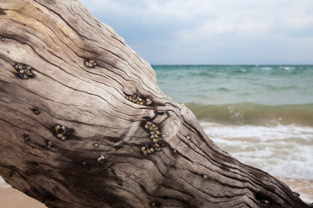 Trunk full of conch, sea