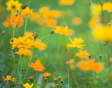 flower (Forest of Flowers )