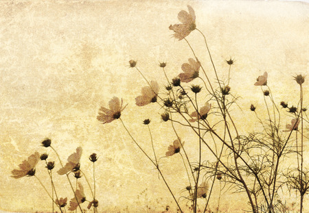 old-fashioned flowerの写真素材