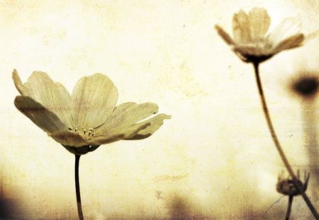 old-fashioned flowerの写真素材