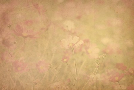 old flower paper texture background
の写真素材