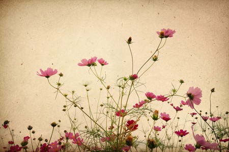 old flower paper textures - perfect background with space for text or image
の写真素材