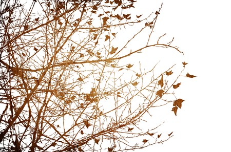 floral style textures with space for your designの写真素材