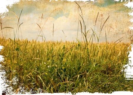 beautiful view of the wheat breadの写真素材