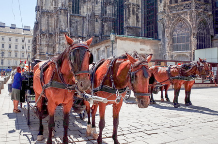 VIENNA, AUSTRIA-July 4: a horse and carriage carries tourists on JULY 4, 2014 in Vienna, St. Stephen's Cathedral is the most important religious building in Vienna. のeditorial素材