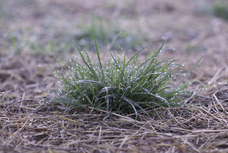 Beautiful dew grass with drops in the morning lightの写真素材