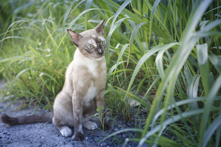 cat playing on the grass close upの写真素材